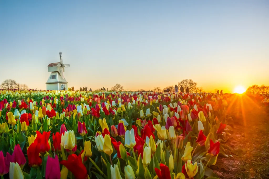 tulips